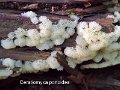 Ceratiomyxa porioides-amf374